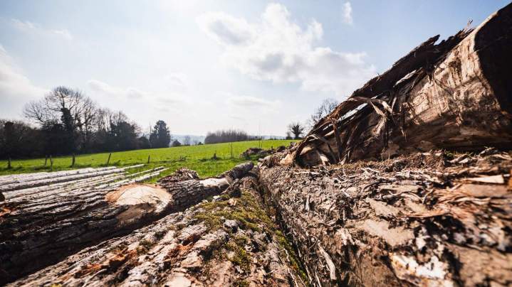 Vente de bois coupé Corrèze