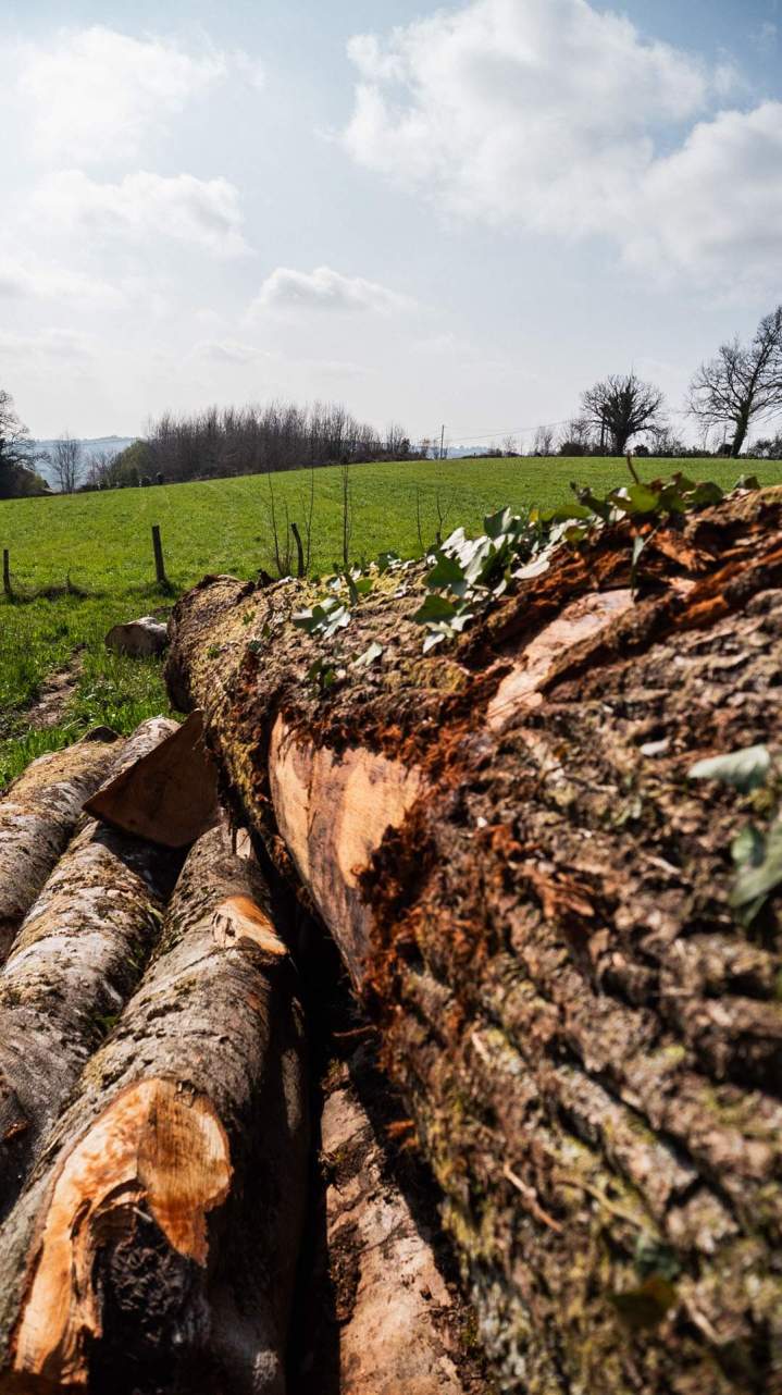 Travaux de sylviculture Corrèze
