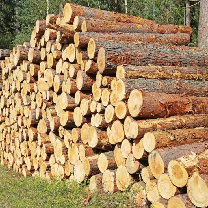 Achat bois sur pied Corrèze